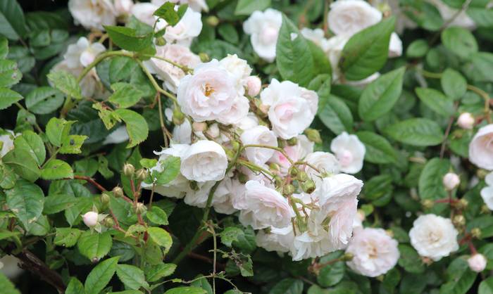 Плетистая роза, фото фотография цветы
