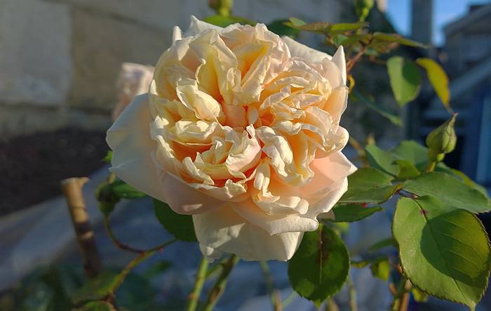 Нуазетовые розы 'Gloire de Dijon', фото фотография дорогие цветы