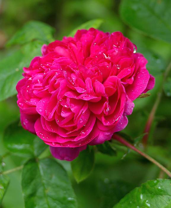 Портландские розы 'Rose de Rescht', фото фотография красивые цветы