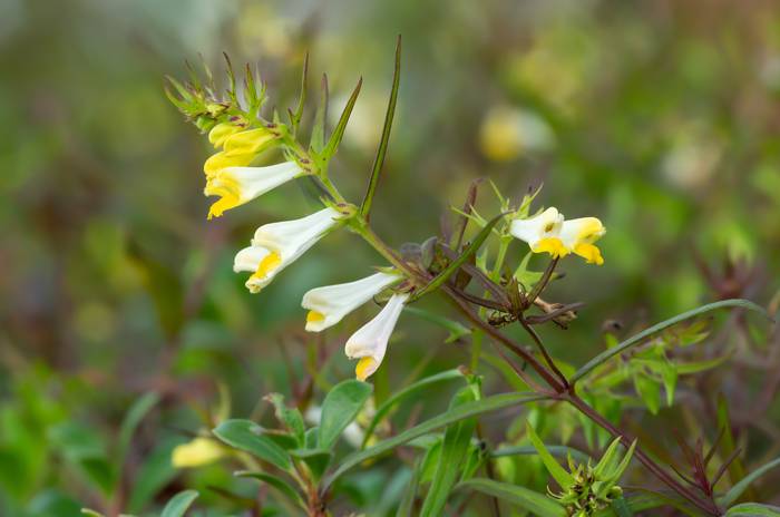 Марьянник луговой (Melampyrum pratense), фото фотография растения
