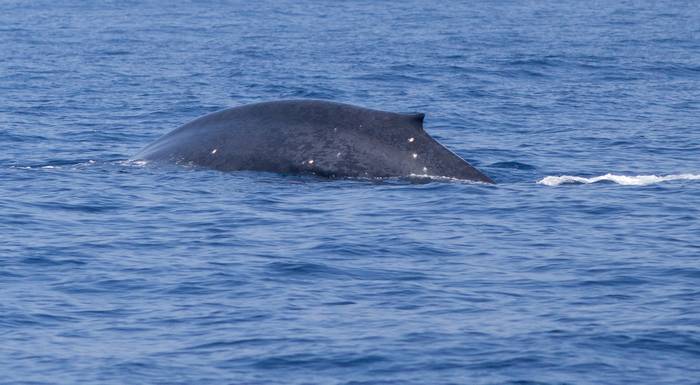 Синий, или голубой кит (Balaenoptera musculus), фото животные фотография