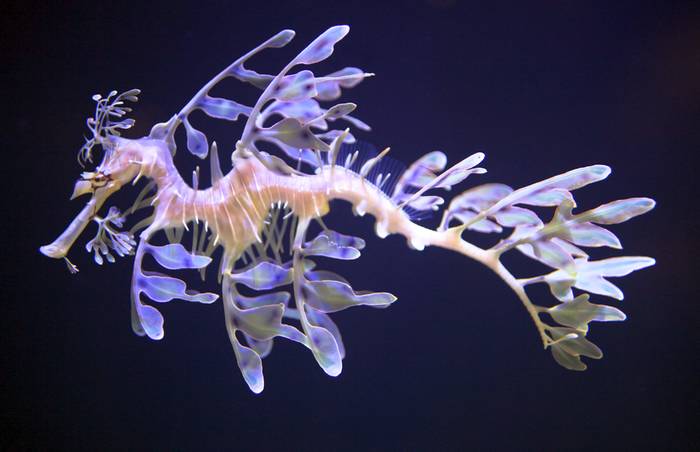 Лиственный морской дракон, или тряпичник (Phycodurus eques), фото рыбы картинка