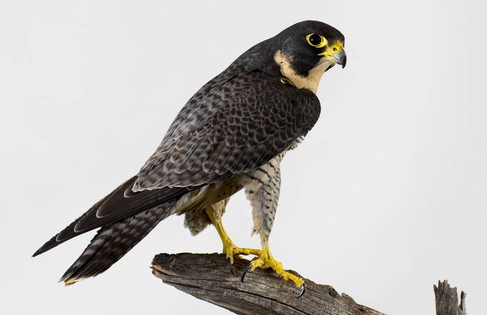Cокол-сапсан (Falco peregrinus), фото хищные птицы фотография