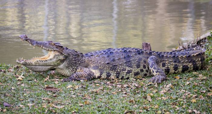 Гребнистый крокодил (Crocodylus porosus), фото рептилии фотография