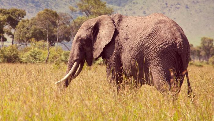 Африканский слон (Loxodonta africana), фото животные фотография картинка