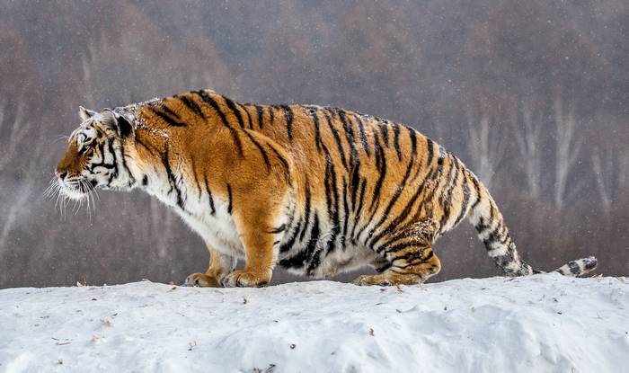 Амурский тигр, уссурийский тигр (Panthera tigris altaica), фото хищные кошки фотография