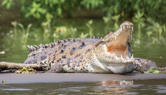 Крокодил, фото рептилии фотография