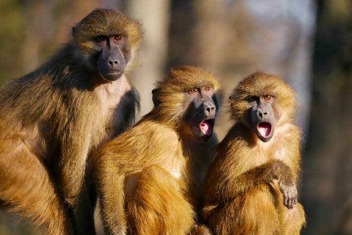 Три бабуина, обезьяны, фото фотография приматы