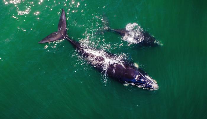 Южный гладкий кит (Eubalaena australis), фото киты фотография