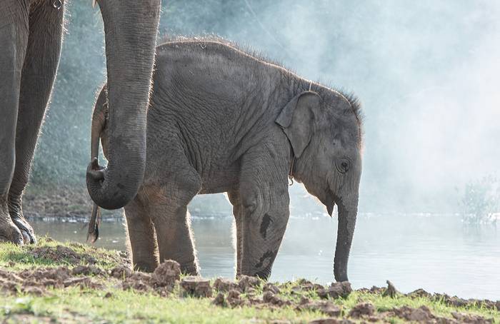Африканский слоненок, фото животные фотографии