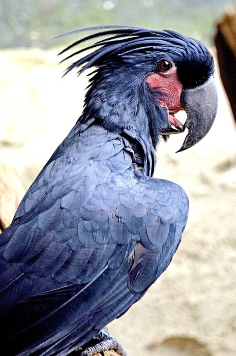 Пальмовый какаду (Probosciger aterrimus), фото попугаи фотография птицы