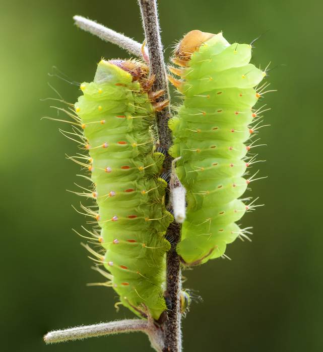 Гусеница бабочки сатурнии Полифемы (Antheraea polyphemus), фото насекомые фотография