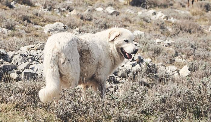 Пиренейская горная собака, фото породы собак фотография изображение
