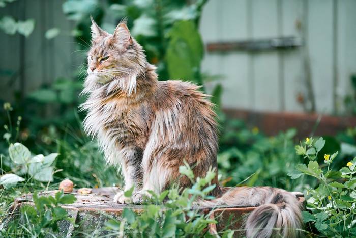 Мейн-кун, менская енотовая кошка, фото породы кошек фотография картинка