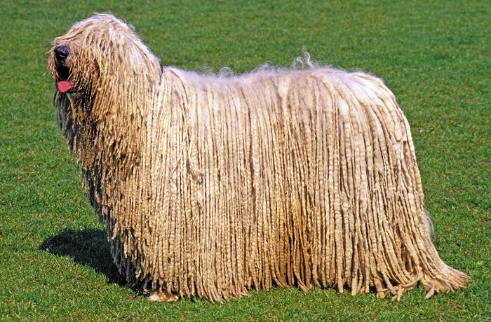 Комондор, или венгерская овчарка, фото породы собак фотография