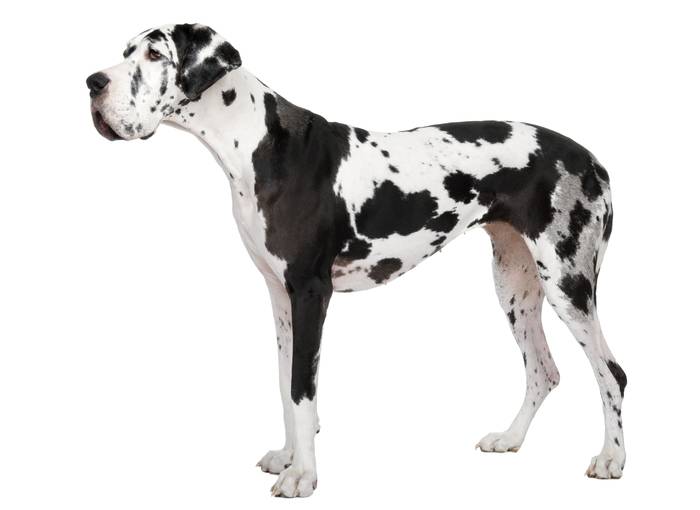 Немецкий дог, фото породы собак фотография
