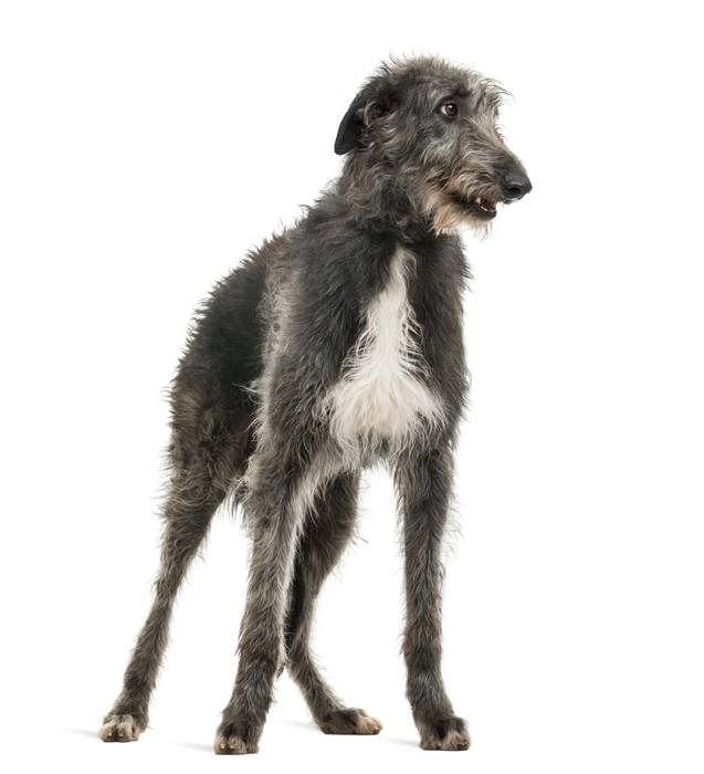 Дирхаунд, или шотландская борзая, фото породы собак фотография