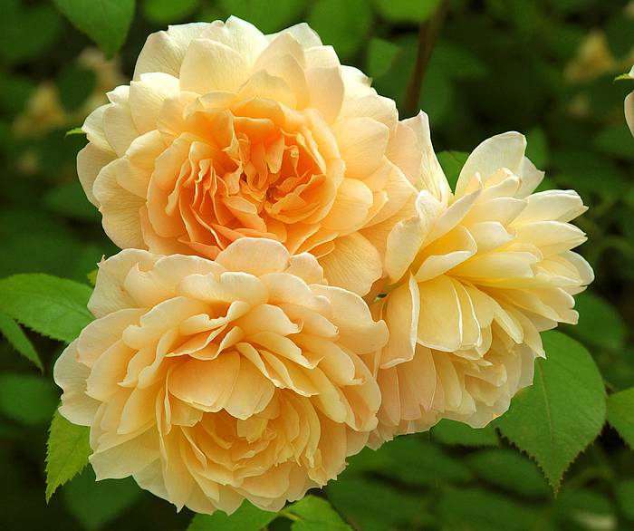 Роза Grace, фото фотография цветы