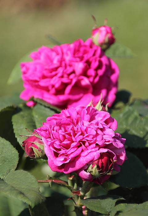 Роза Rose de Resht, фото фотография цветы