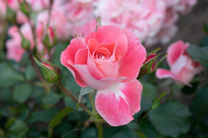 Роза флорибунда Celine Delbard (Селин Дельбар), фото фотография цветы