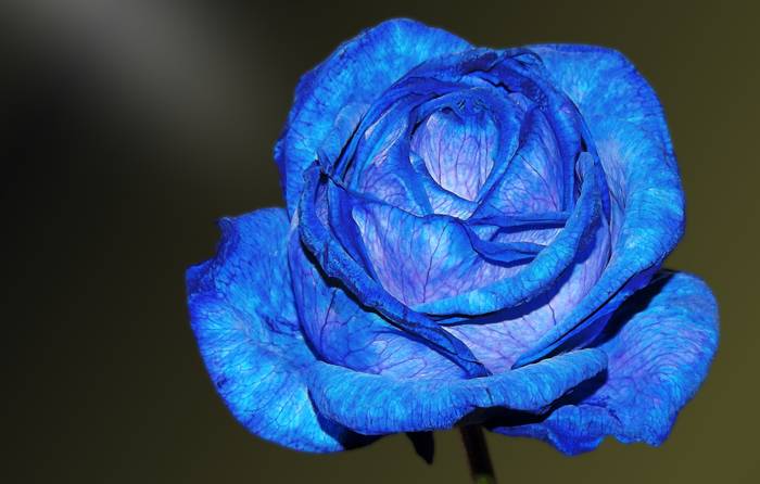 Голубая роза, фото фотография цветы