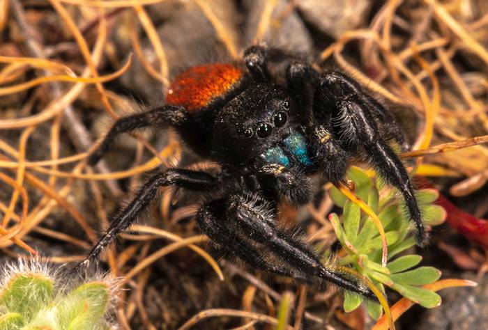 Красноспинный паук-скакун (Phidippus johnsoni), фото фотография животные