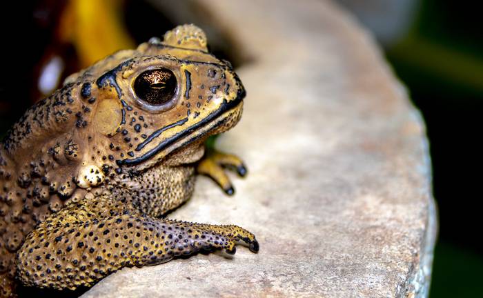 Чернорубцовая жаба, или малайская жаба (Duttaphrynus melanostictus), фото фотография амфибии