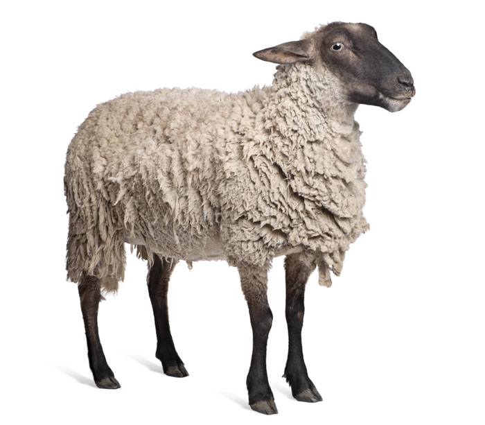 Суффолькская порода овец, фото фотография полорогие
