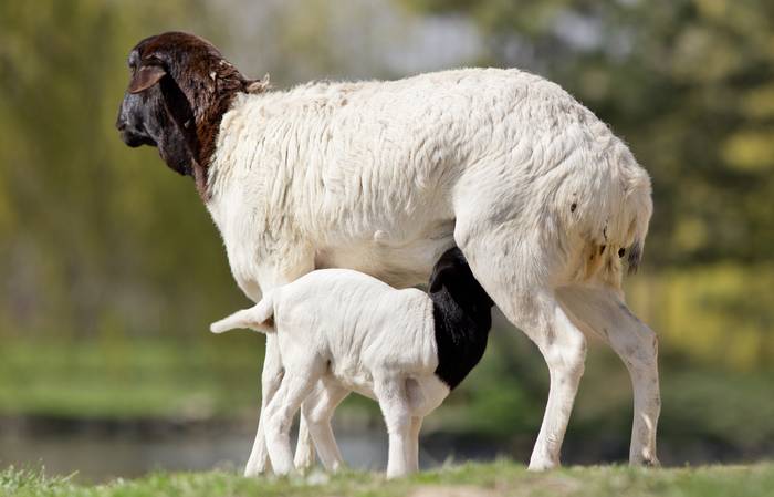 Персидская черноголовая овца, фото фотография