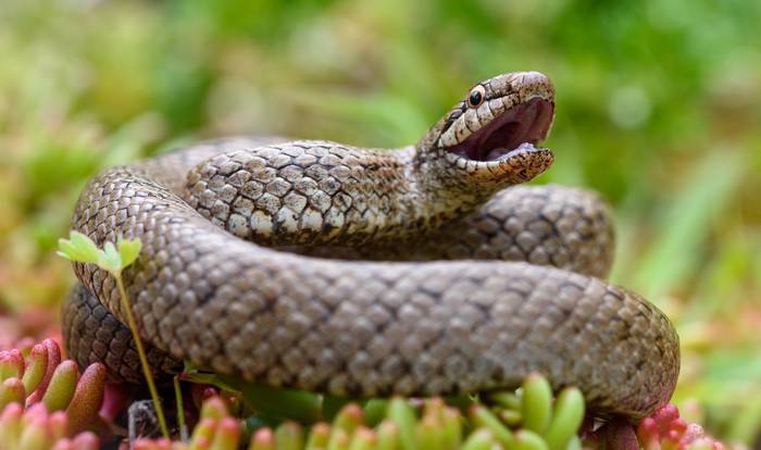 Медянка обыкновенная (Coronella austriaca), фото фотография змеи