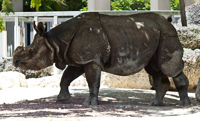 Яванские носороги (Rhinoceros sondaicus), фото дикие животные фотография