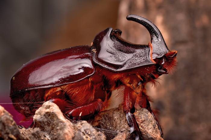 Жук-носорог (Oryctes nasicornis), фото насекомые фотография