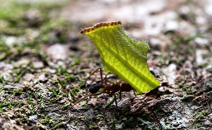 Муравей-листорез, фото насекомые фотография