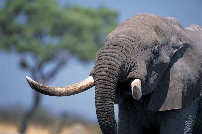 Африканский слон (Loxodonta), фото животные фотография