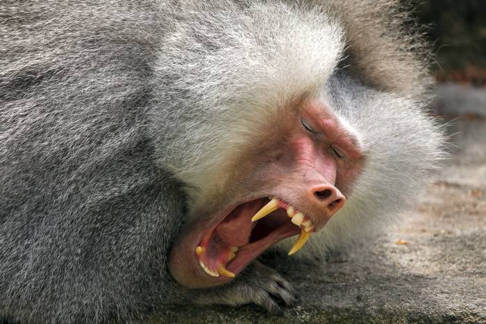 Гамадрил (Papio hamadryas), фото приматы фотография