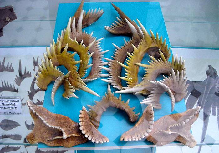 Зубы вымерших конодонтов (Conodonta), фото фотография картинка рыбы
