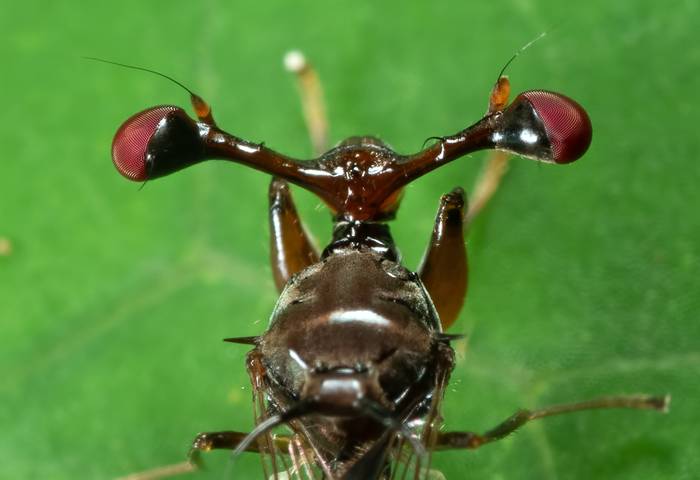 Стебельчатоглазая муха, фото членистоногие фотография
