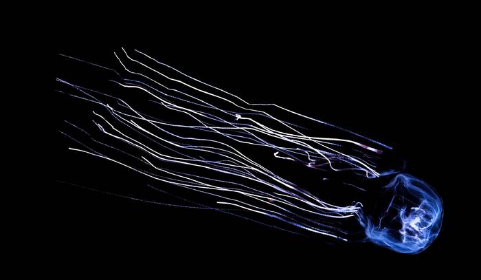 Кубомедуза, морская оса (Chironex fleckeri), фото новости о животных фотография