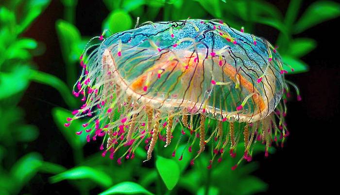 Медузы фото красивые