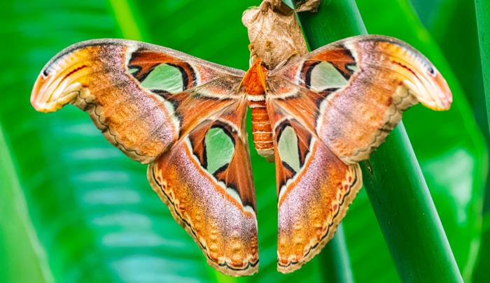 Павлиноглазка Атлас (Attacus atlas), фото бабочки фотография