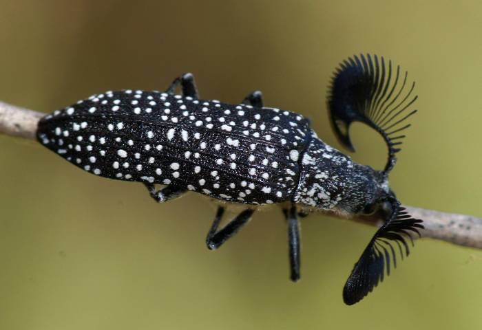 Жук-веероус (Rhipicera femorata), фото насекомые картинка изображение