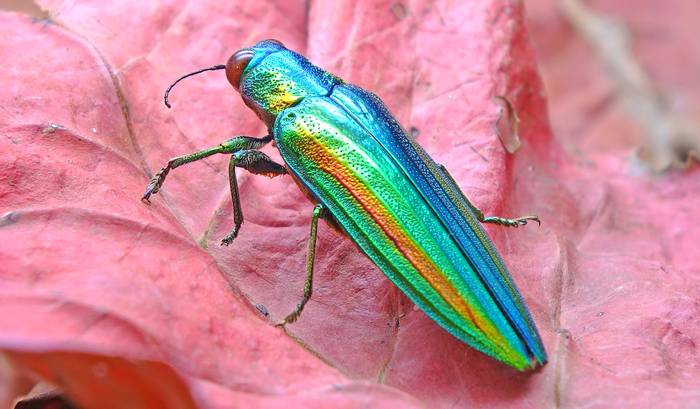 Златка Chrysochroa fulgidissima, фото насекомые фотография
