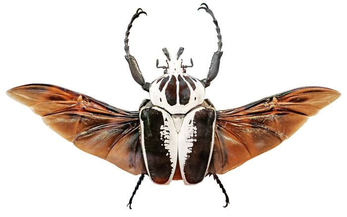 Королевский голиаф (Goliathus regius), фото насекомые фотография