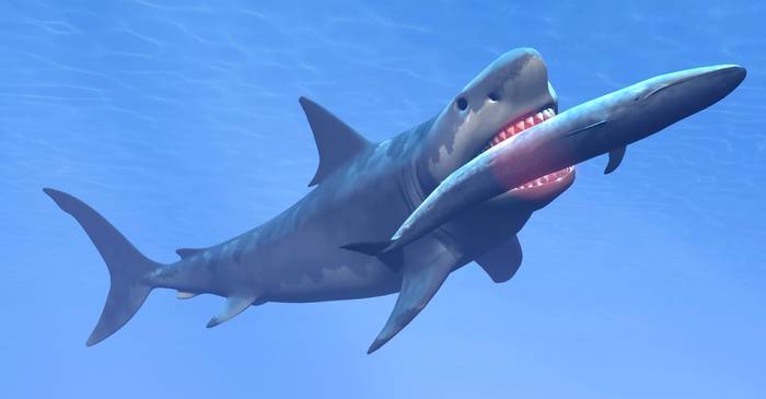 Мегалодон поедает синего кита (Carcharocles megalodon) и большая белая акула (Carcharodon carcharias), рисунок картинка 3d изображение