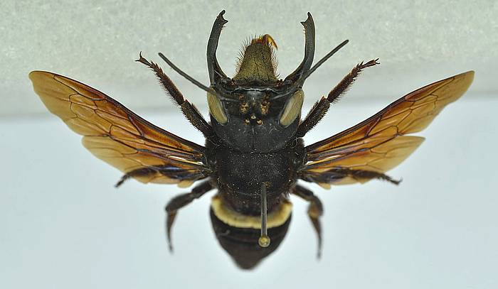 Megachile pluto, пчела фотография насекомые фото