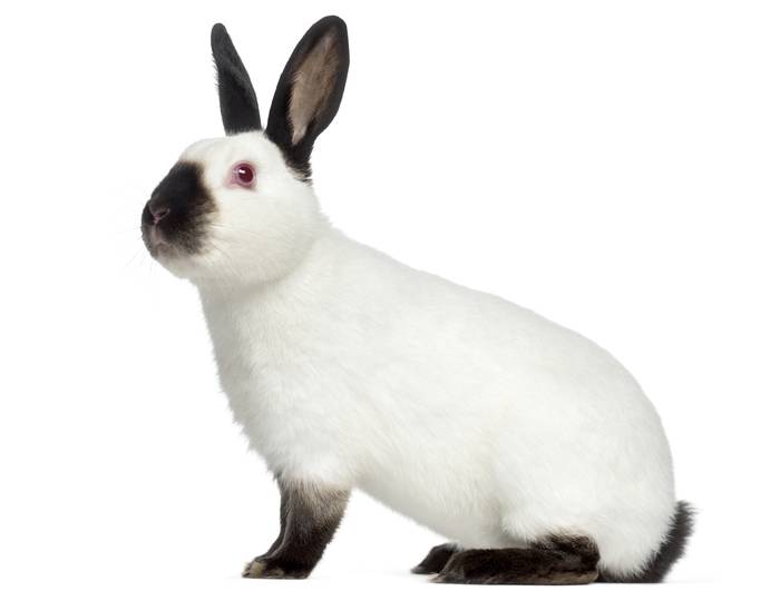 Калифорнийский горностаевый кролик, фото фотография породы
