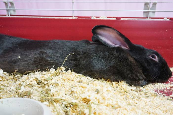 Кролики черно-бурой породы, фото фотография