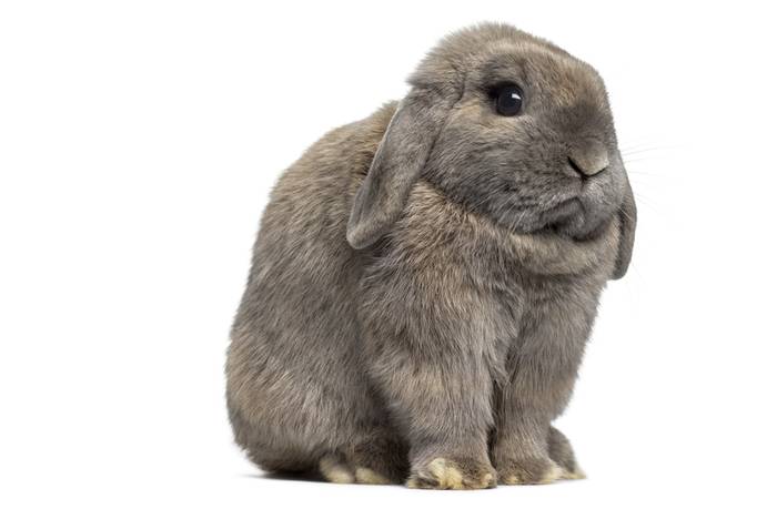 Голландский вислоухий кролик, фото породы кроликов фотография