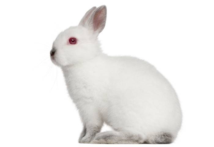 Гермелин, фото породы кроликов фотография