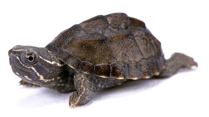 Обыкновенная мускусная черепаха (Sternotherus odoratus), фото рептилии фотография